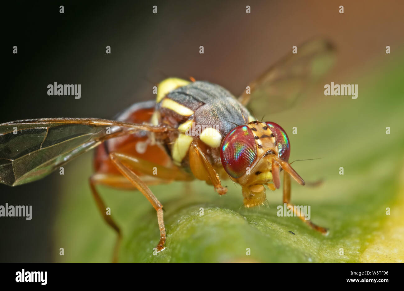 La fotografia macro di vespa mimare volare sulla lamina Foto Stock
