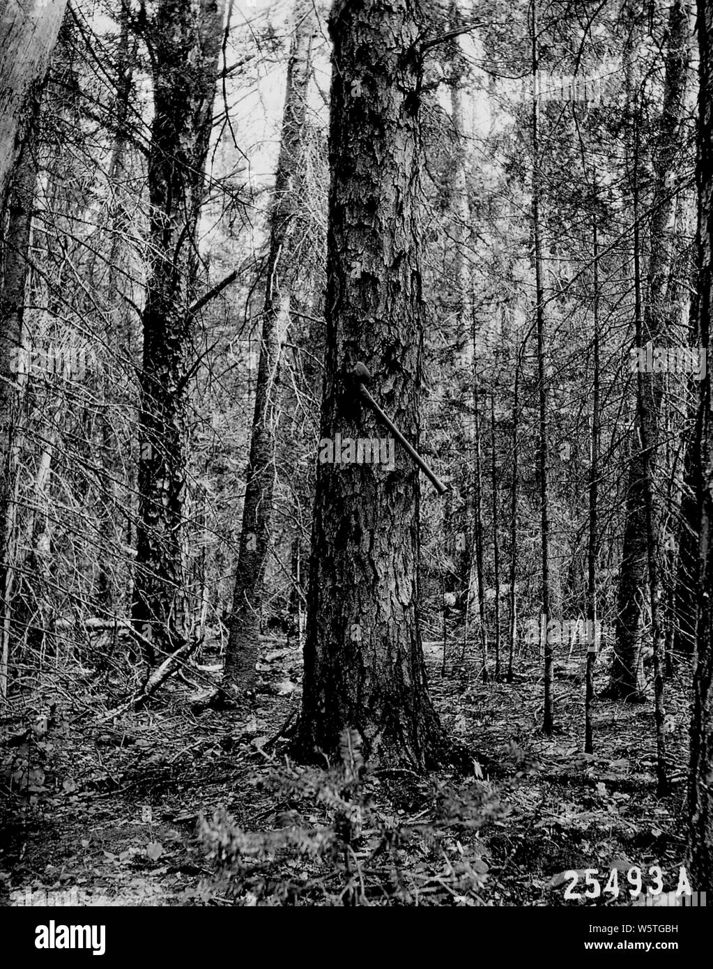 Fotografia di chiudere al massimo la crescita per Jack Pine; Portata e contenuto: didascalia originale: vicino al massimo per jack pine. Cresciuto isolato in fiera del suolo. Balsamo dello spessore di sottobosco. Foto Stock