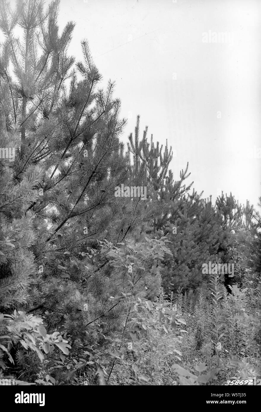 Fotografia di otto anni la piantagione di pini vicino Rickmondale, Ohio, campo di applicazione e il contenuto: didascalia originale: otto anni di piantagione di pini vicino Rickmondale, Ohio. Piantati su terreni sassosi muskingum suolo - campo abbandonato - estrema erosione. Foto Stock