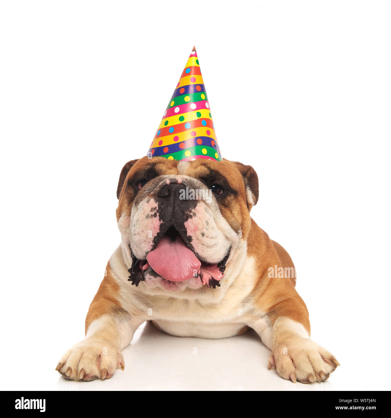 Bella giacente Bulldog inglese indossando un compleanno colorata hat  pantaloni su sfondo bianco Foto stock - Alamy