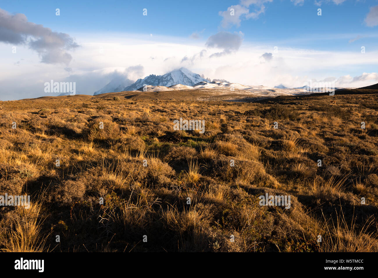 Pascoli del Parco Nazionale di Torres del Paine in Cile. Foto Stock