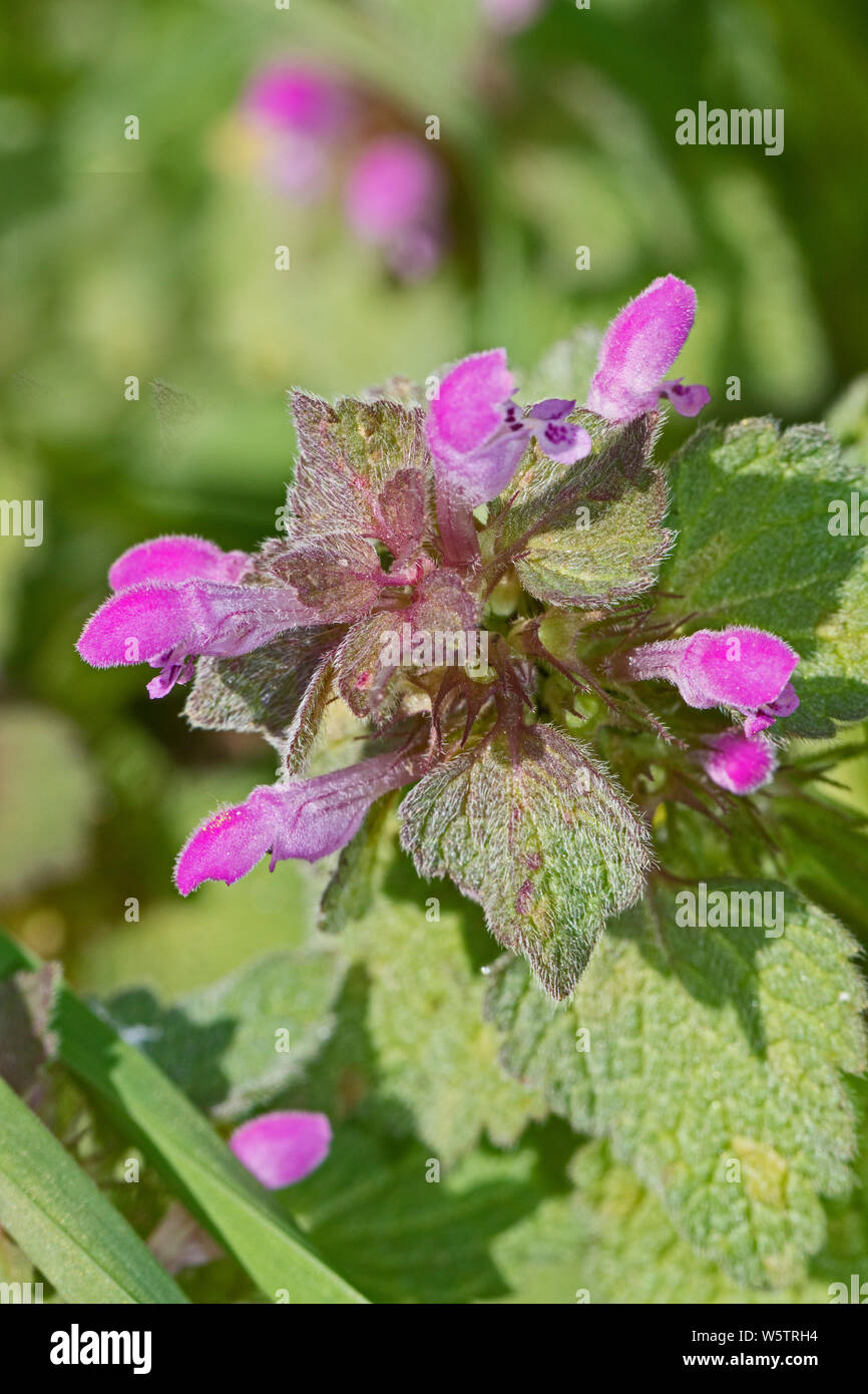 Red Dead-ortica (Lamium purpureum) in un cimitero di Londra. Foto Stock