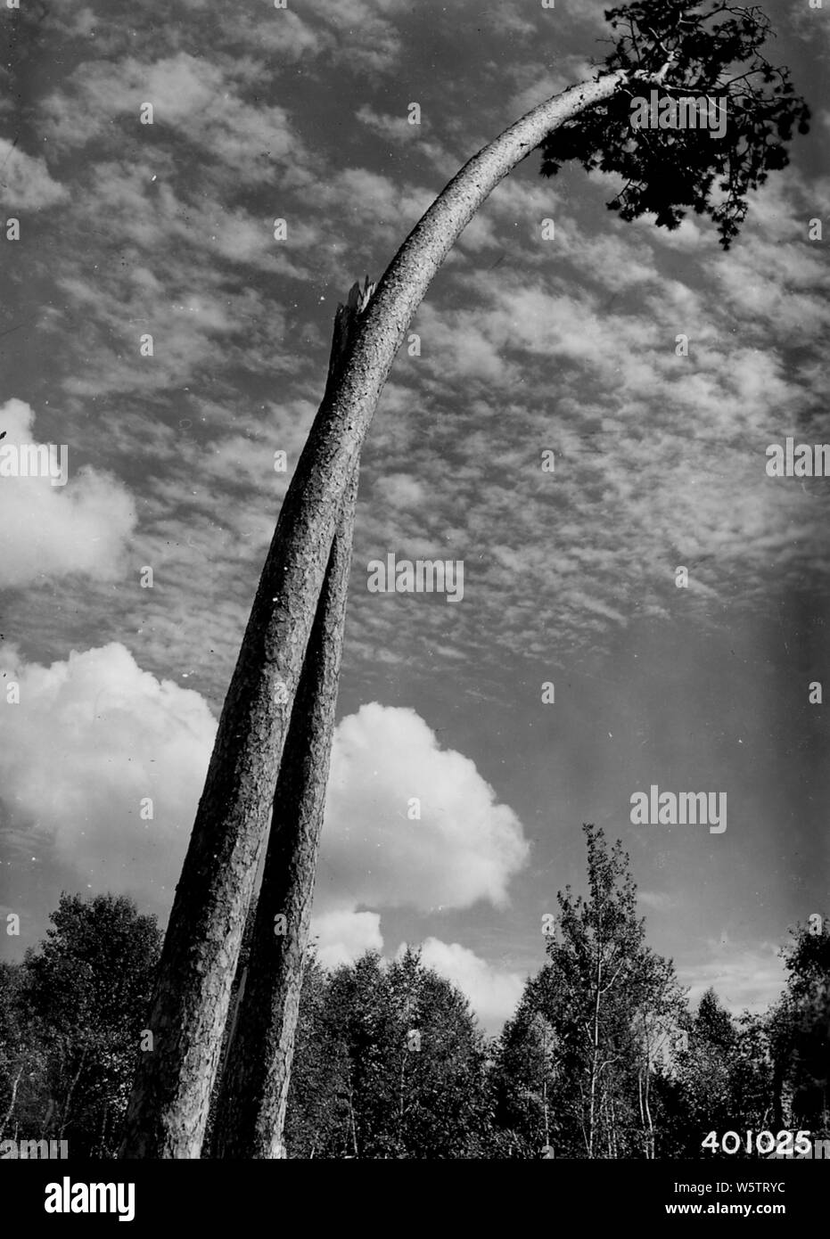 Fotografia di Lone superstite di una volta un bellissimo boschetto di Vergine di pino rosso; Portata e contenuto: didascalia originale: Lone superstite di una volta un bellissimo boschetto di vergine di pino rosso dopo la tempesta del luglio 1940, passata attraverso la Norvegia Beach Area ricreativa. Foto Stock