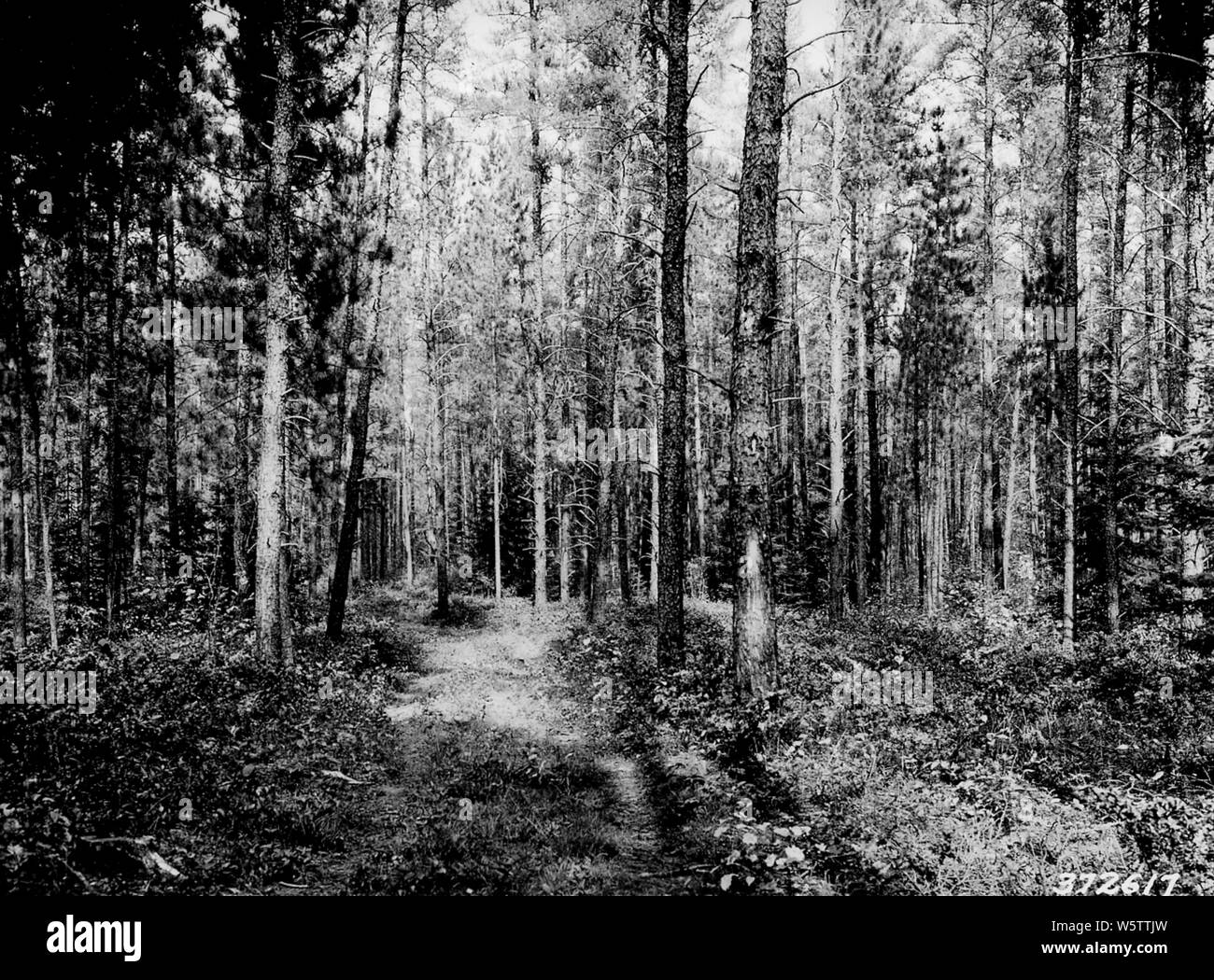 Fotografia di McKusick Vendita sul taglio piede Sioux quartiere Ranger, campo di applicazione e il contenuto: didascalia originale: McKusick vendita sul taglio piede Ranger Sioux distretto. Questa zona è stata registrata nell'estate del 1937, 1500 e 2000 bd. piedi per acro rimosso sulla media, ed è stato utilizzato per i legnami da miniera. Over-matura e decadente gli alberi eliminati e la corretta spaziatura stabilita in. Foto Stock