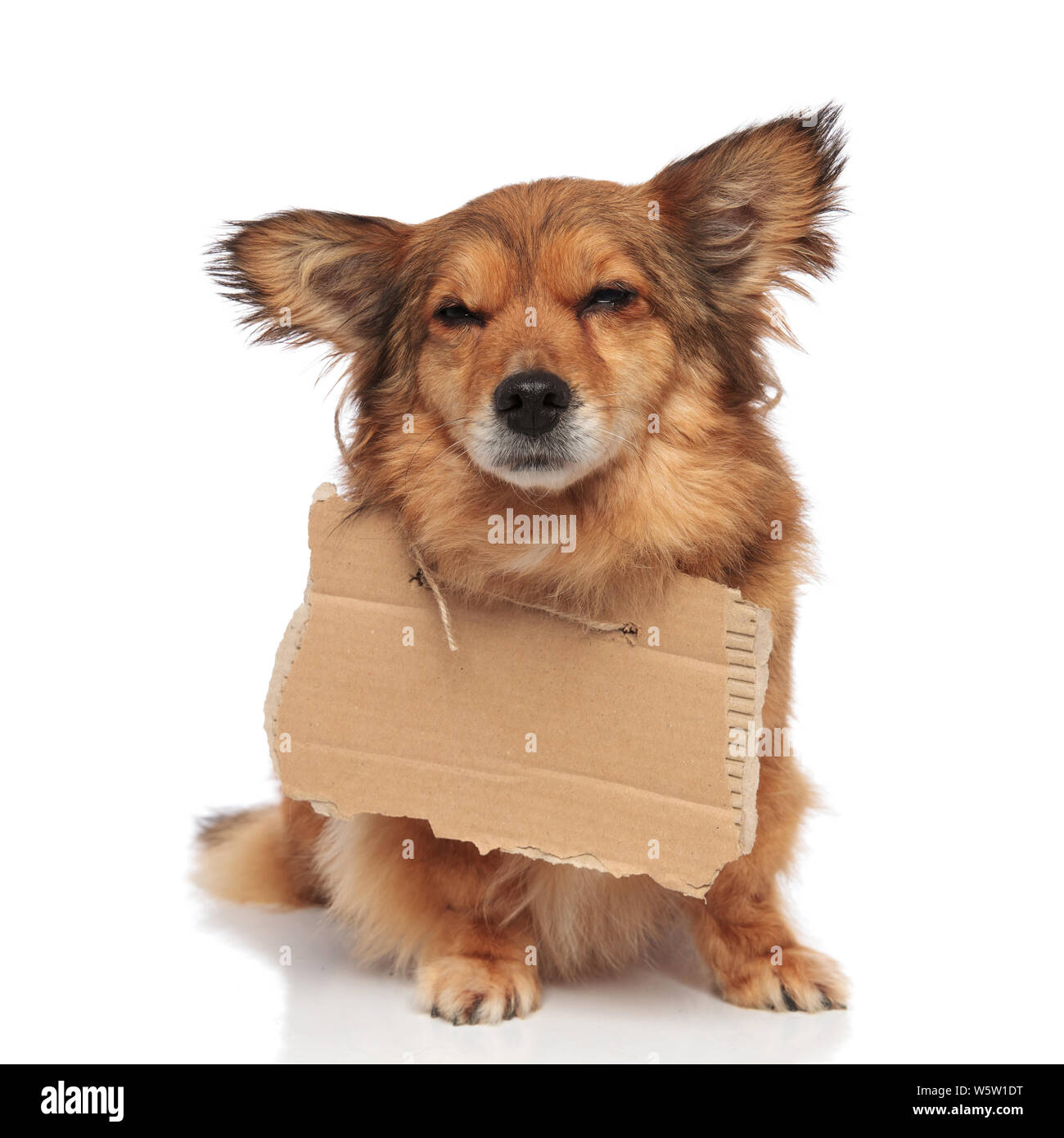 Brown triste mendicante cane con cartone vuoto attorno al collo grida con le lacrime nei suoi occhi chiusi, seduto su sfondo bianco Foto Stock