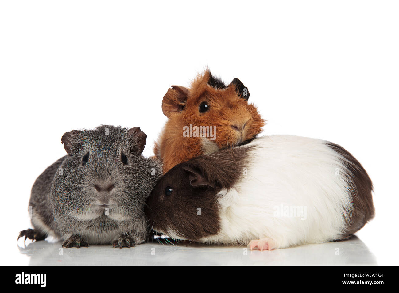 Funny cavia amici giocare insieme sdraiati su sfondo bianco con uno che guarda a lato Foto Stock