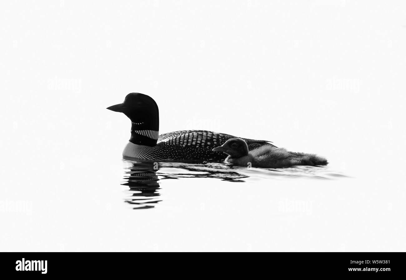 Loon comune (Gavia immer) in bianco e nero di nuoto con il suo pulcino Lago Bianco, Ontario, Canada Foto Stock