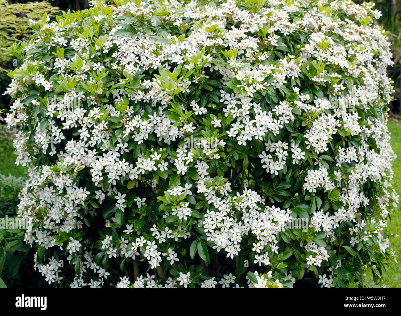 Choisya ternate (messicano arancio) arbusto giardino nel pieno fiore Foto Stock
