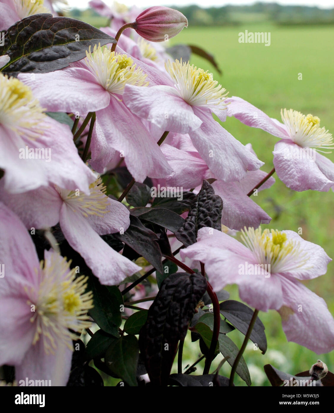 La clematide montana "fragrante" molla pianta rampicante di close-up di fiori Foto Stock