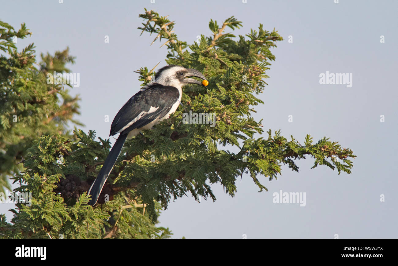 Femmina di Von der Decken's Hornbill (Tockus deckeni) Foto Stock