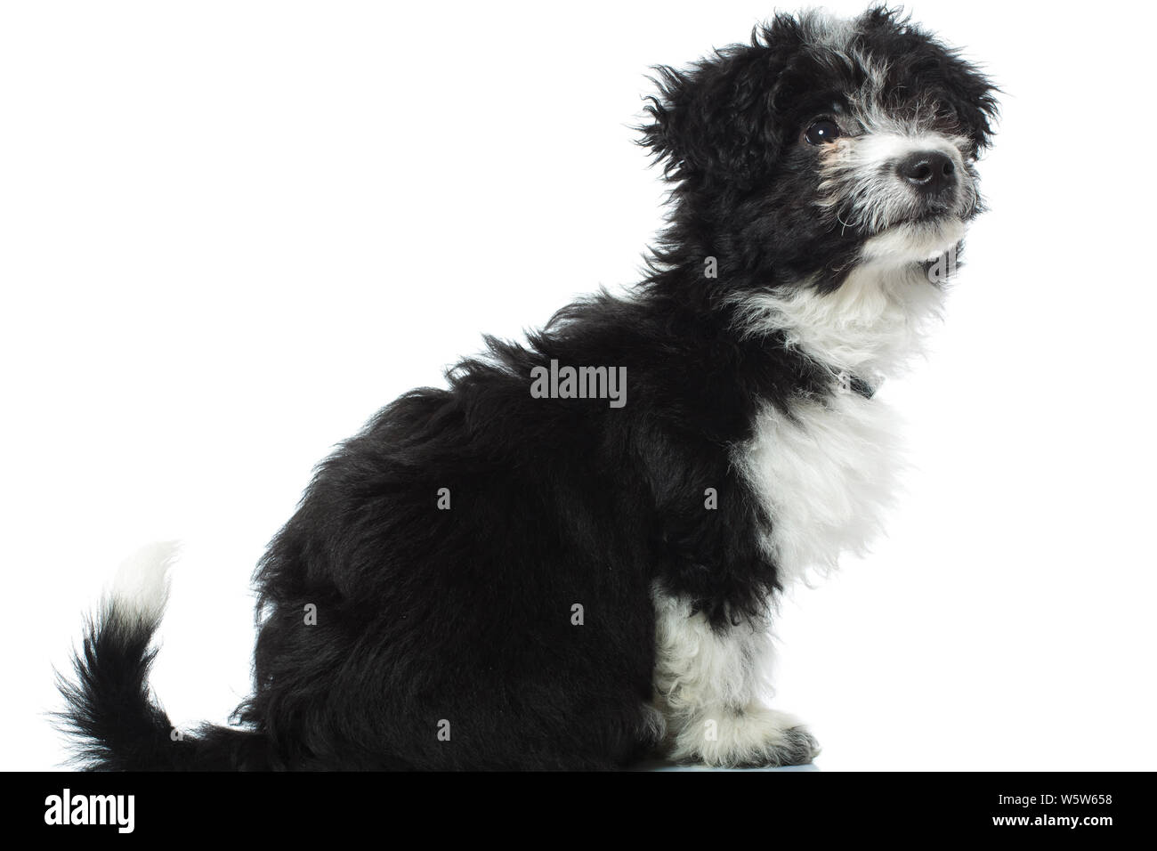 Vista laterale di un curioso bichon havanese guardando al lato, seduti o uno sfondo bianco Foto Stock