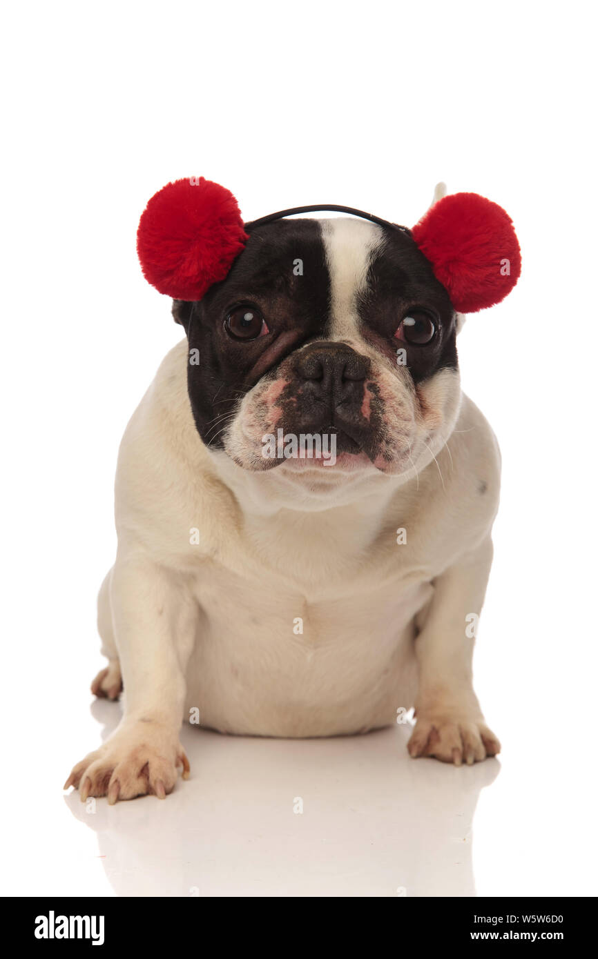 Adorable bulldog francese rosso da indossare cuffie guarda la fotocamera  mentre seduto su uno sfondo bianco Foto stock - Alamy