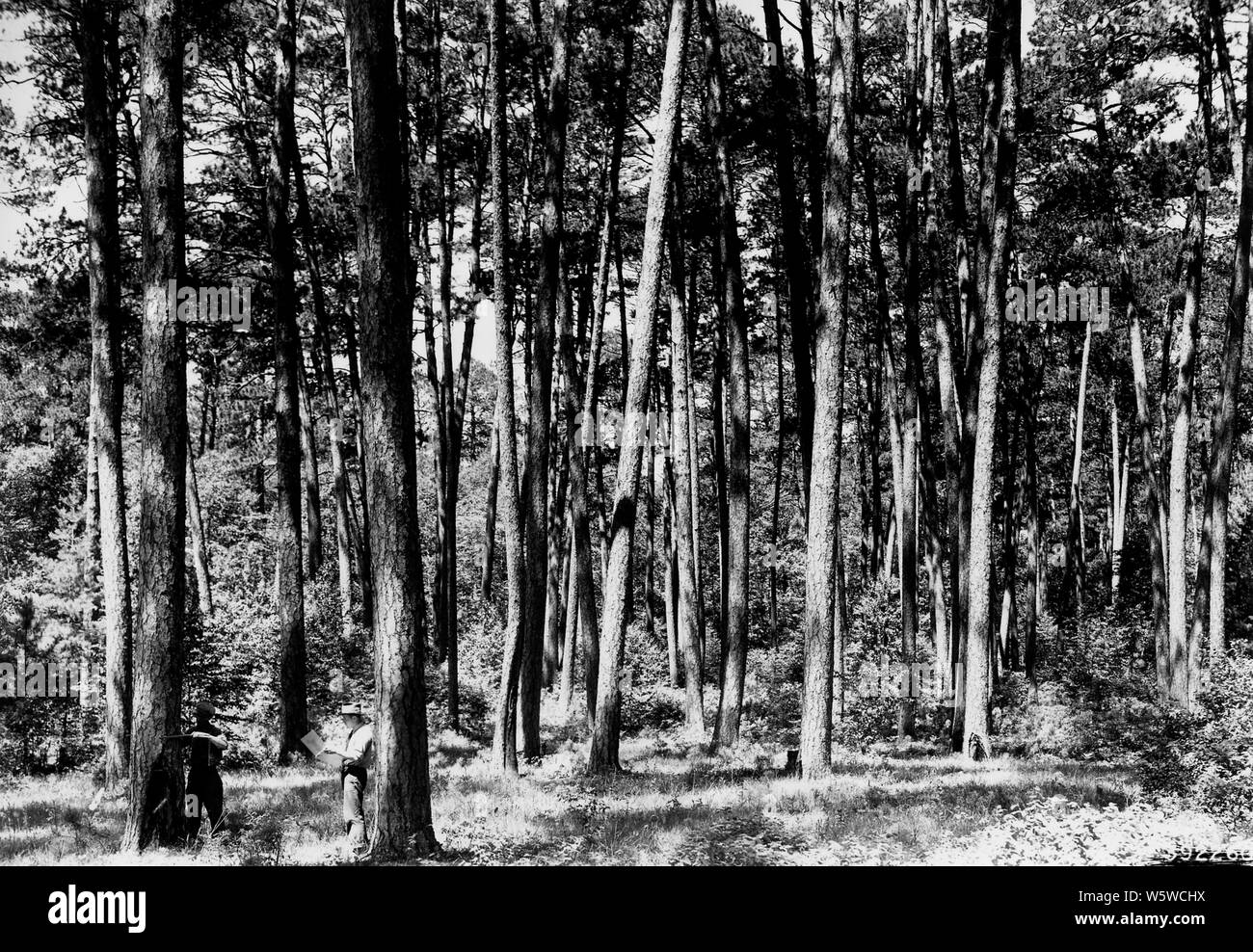 Fotografia di Pino rosso del ciclo di gestione; la portata e il contenuto: didascalia originale: pino rosso del ciclo di gestione. Supporto ad alta densità di coppia di pino rosso erano ansiosamente ricercata dall'inizio logger nel lago di membri. La scarsità di spazzola e giovani pini era la regola. Foto Stock