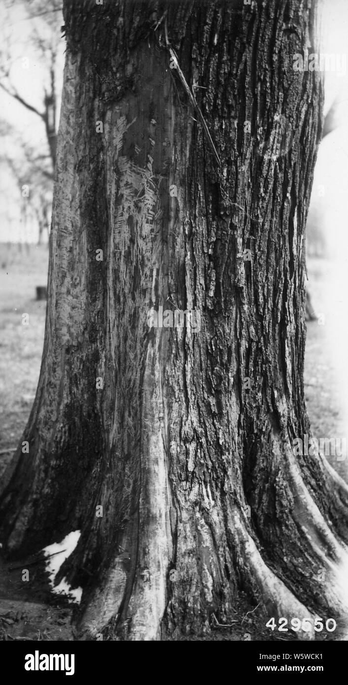 Fotografia di Red Olmi esplorato da cavalli a Marshall, Illinois, campo di applicazione e il contenuto: didascalia originale: Rosso olmi esplorato da cavalli. Diversi alberi completamente cinto. Per la maggior parte degli alberi olmo rosso, ma alcuni white elm e anche hackberry cinto. Marshall, IL. Foto Stock