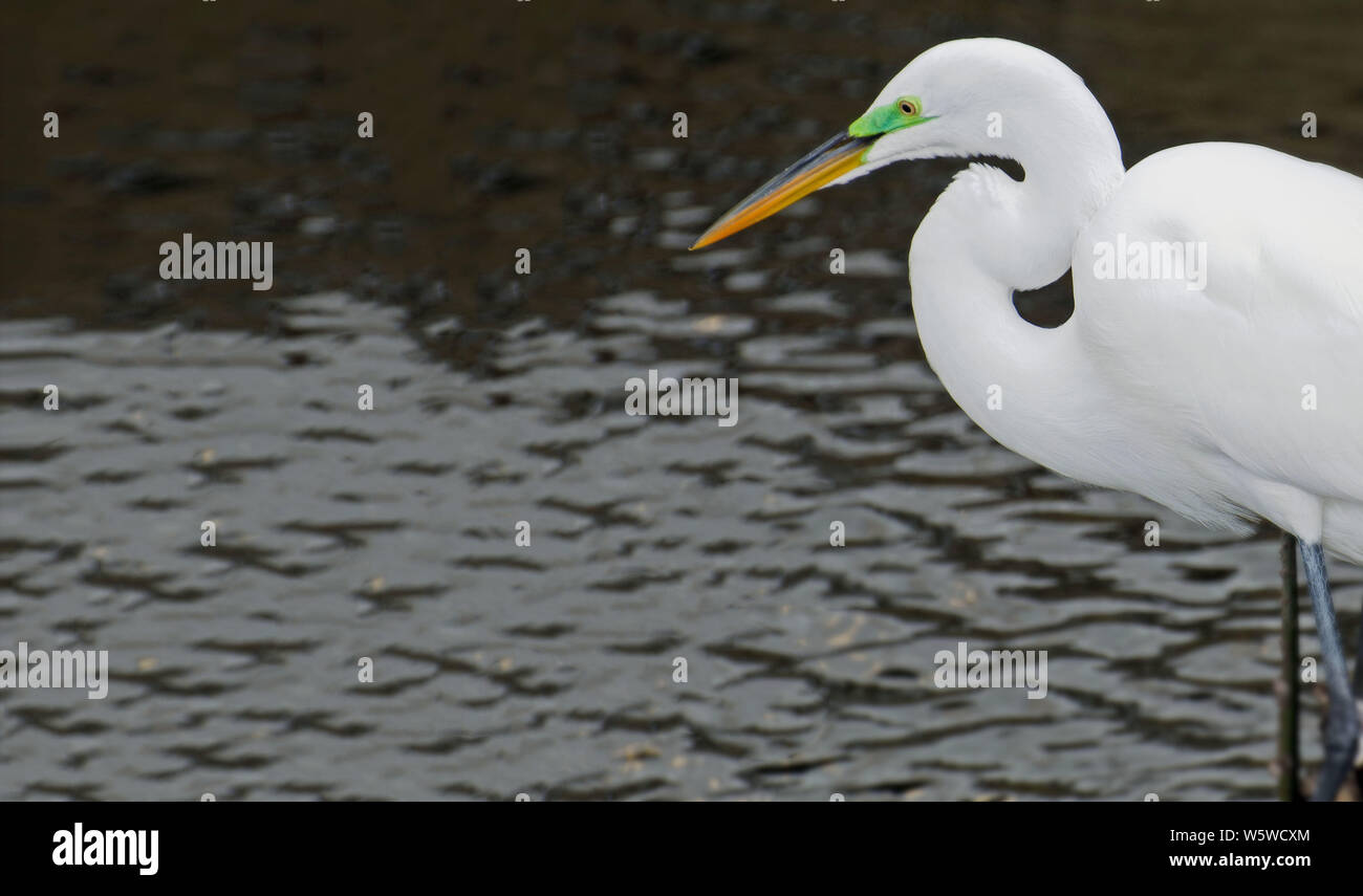 Grande airone bianco, con gambe nero, verde maschera di accoppiamento intorno agli occhi di colore giallo e arancione e nero con becco marrone scuro increspature dell'acqua in background. Foto Stock