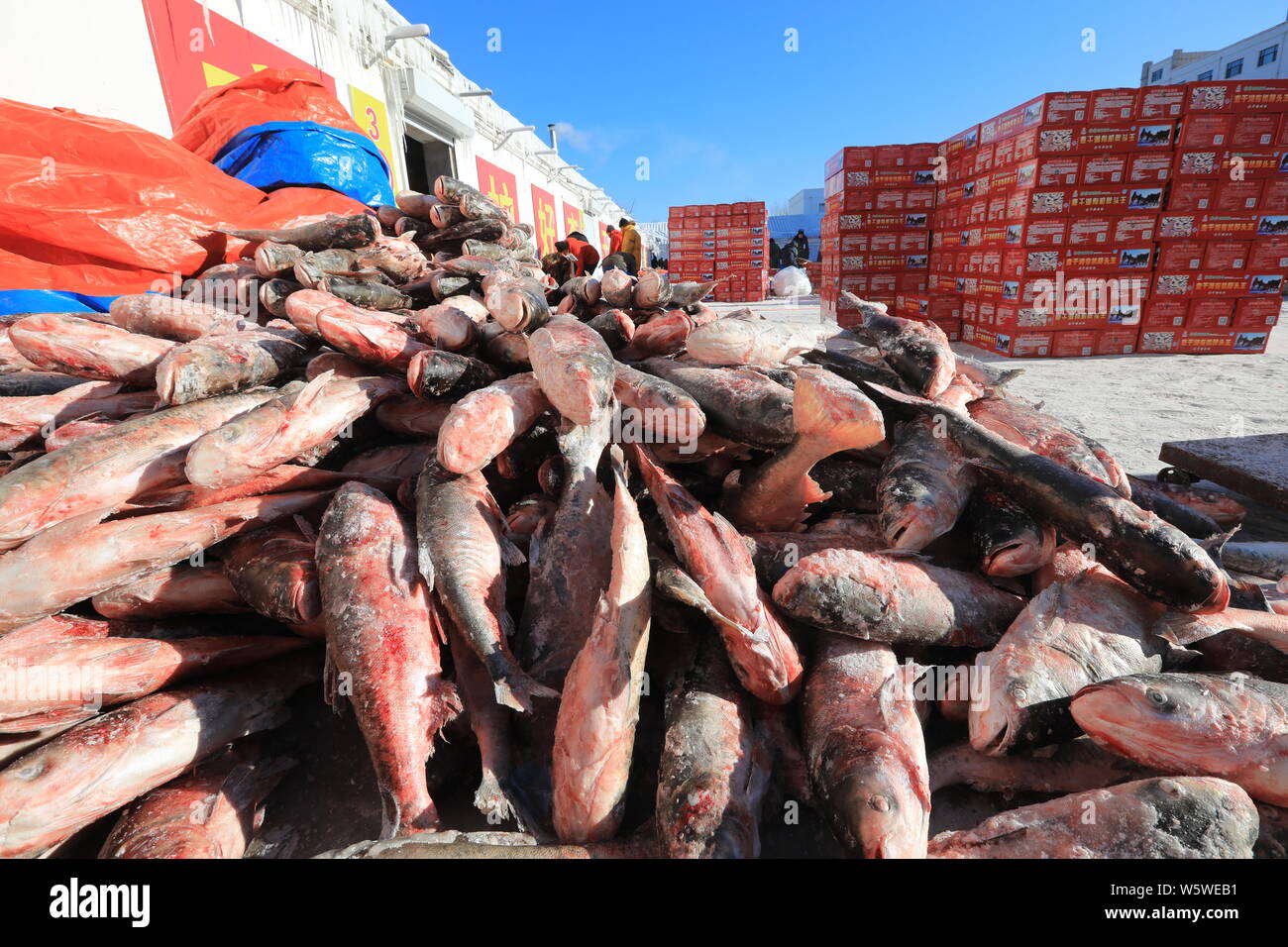 I pescatori ordinare fuori pesci raccolti dal lago Chagan Inverno stagione di pesca durante il lago Chagan ghiaccio e neve Caccia e pesca turismo culturale Foto Stock