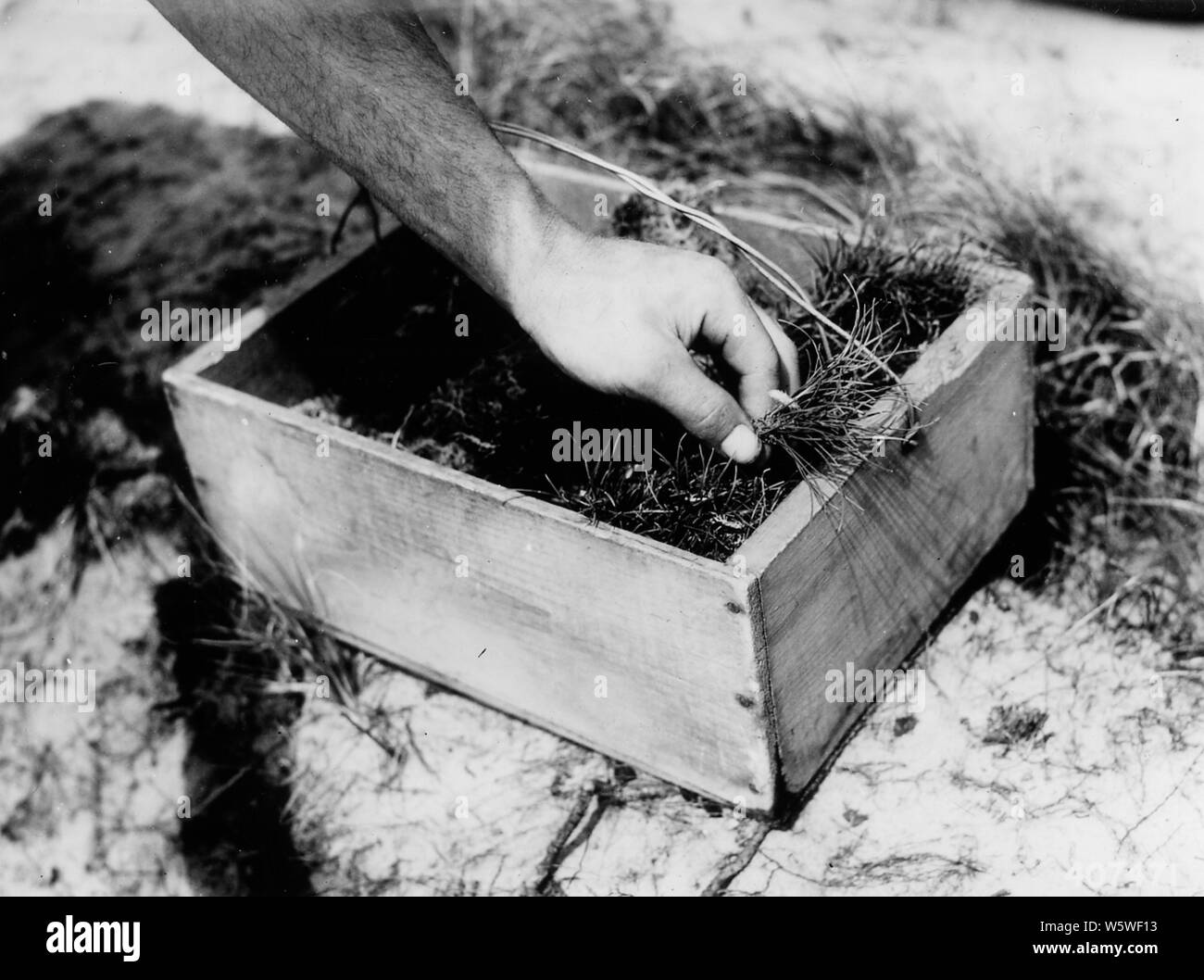 Fotografia di piantagione di alberi con piantumazione di Michigan Bar, campo di applicazione e il contenuto: didascalia originale: la piantumazione di alberi con piantumazione di Michigan bar - con la sua mano sinistra la piantatrice impiega un albero dalla scatola di piantagione. Foto Stock