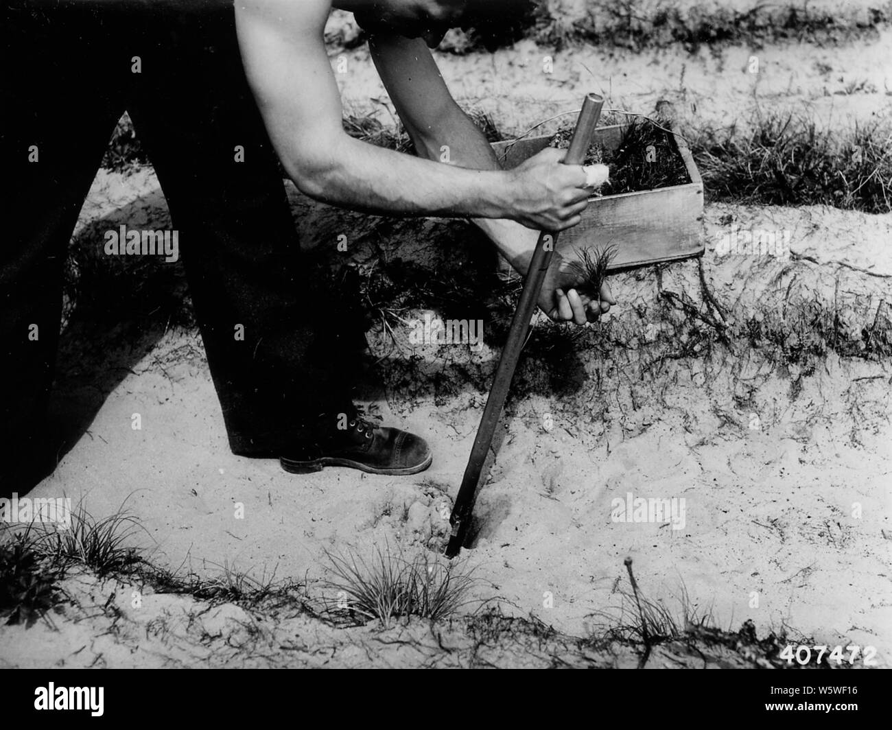 Fotografia di piantagione di alberi con piantumazione di Michigan Bar, campo di applicazione e il contenuto: didascalia originale: la piantumazione di alberi con piantumazione di Michigan bar - piantatrice mantiene l'albero tra la prima e la seconda le dita della mano sinistra pronto a inserire nel cuneo - foro sagomato realizzato dalla piantagione bar. Foto Stock