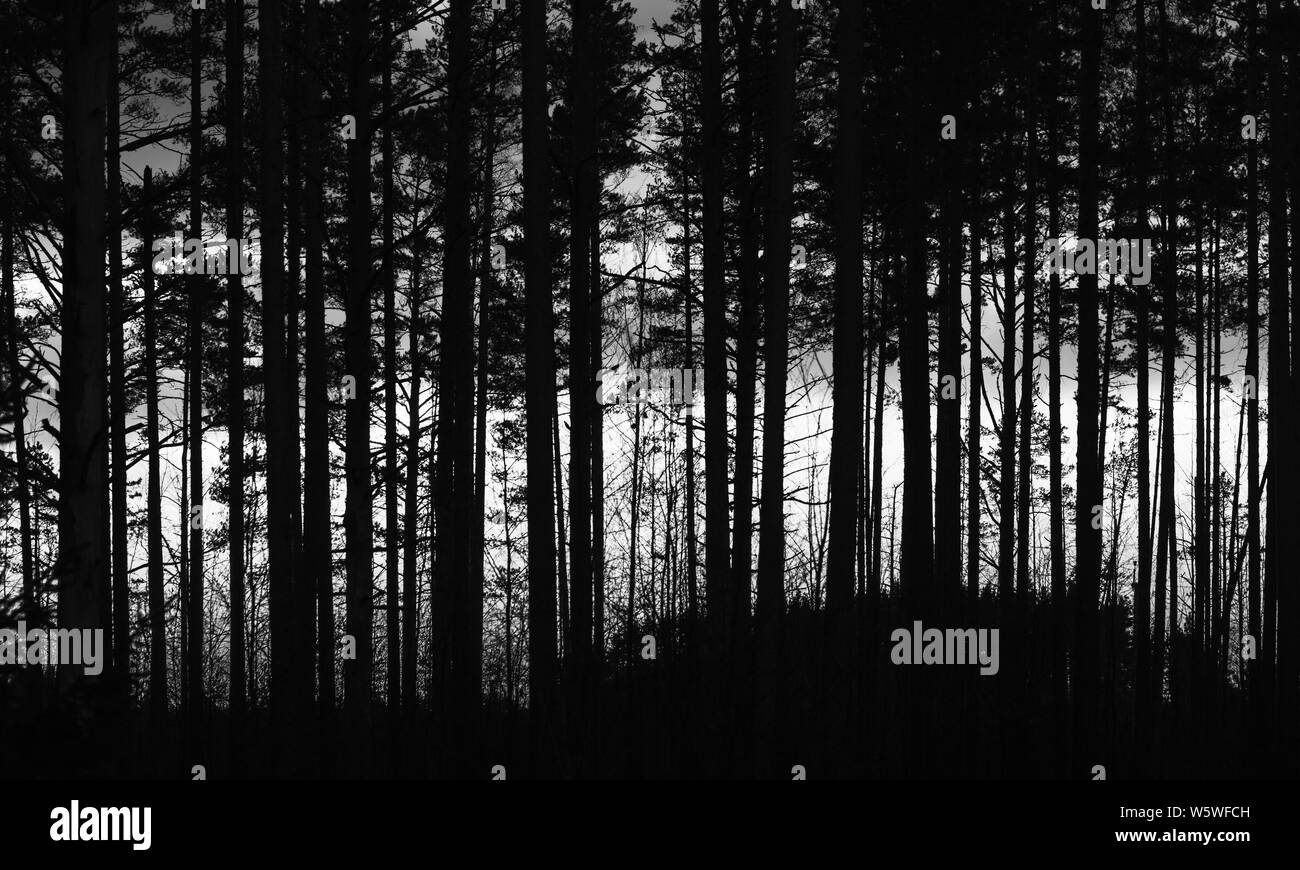 Silhouette della foresta del cono oltre il cielo notturno in bianco e nero naturale sfondo foto Foto Stock