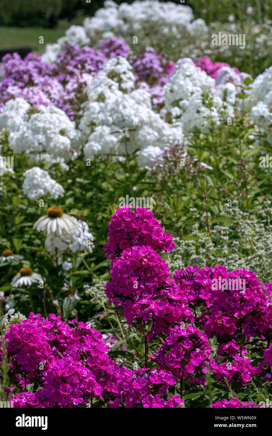 Bella viola phlox in piena fioritura con phloxes bianco in background in un giardino estivo Foto Stock