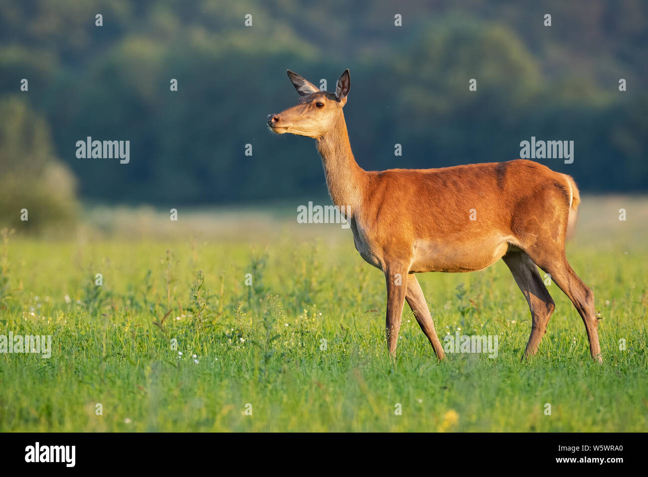 Curioso indisturbati cervi, Cervus elaphus, hind guardando lontano nella natura in estate al tramonto con copia spazio. Atmosfera rilassante nella natura selvaggia con Foto Stock