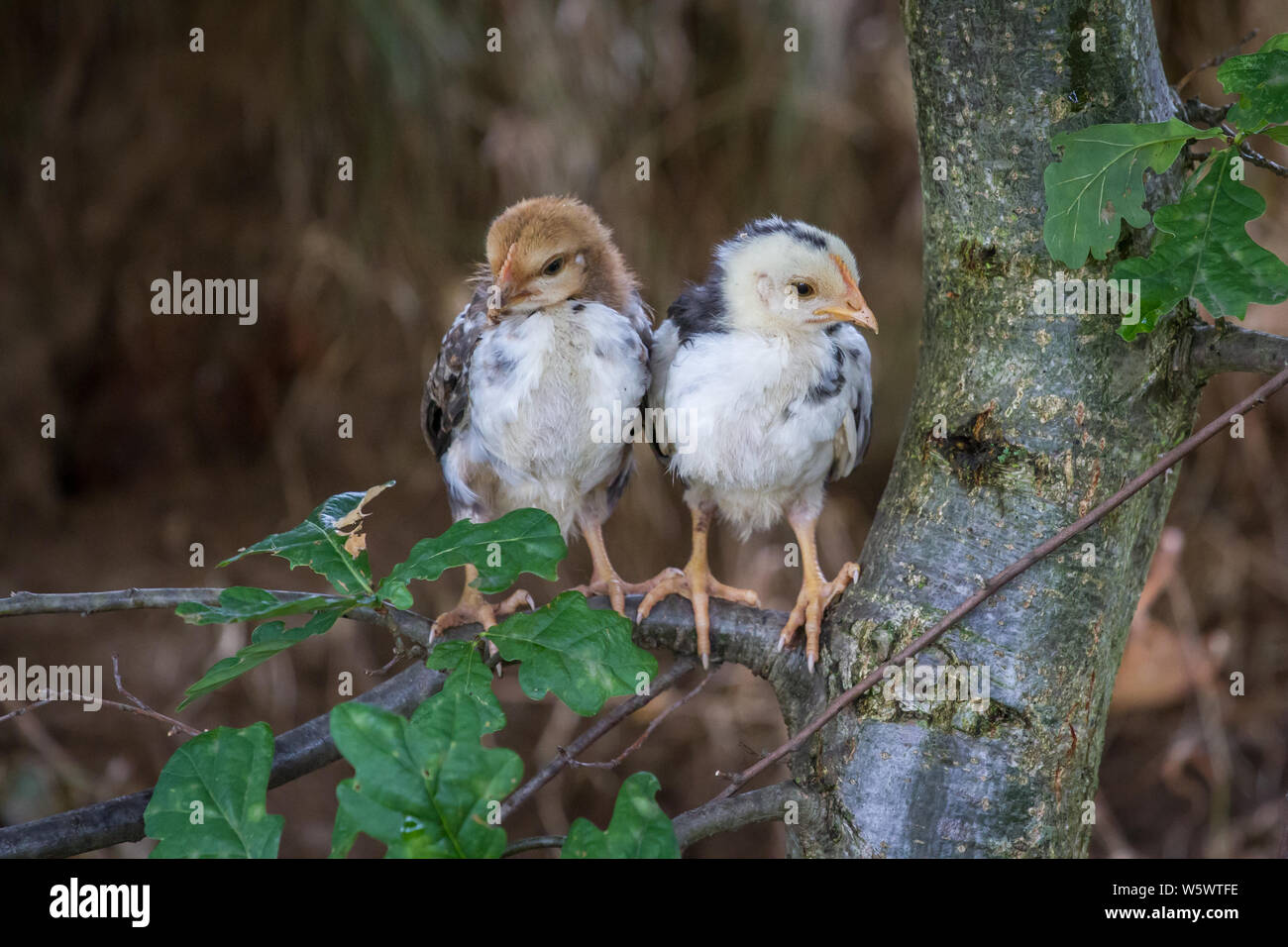 Steinhendl / Stoapiperl uccellini seduto in un albero, una specie gravemente minacciate di razza di pollo dall' Austria Foto Stock