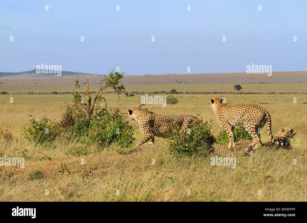 Quattro ghepardo Acinonyx jubatus, circa per eseguire sulla caccia, due sdraiato. Riserva Nazionale di Masai Mara, Kenya, Africa. Il Savannah a distanza con il blu del cielo Foto Stock