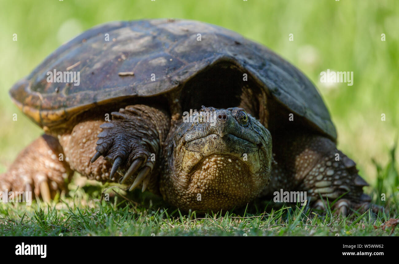 Snapping comune Turtle in erba verde presso Mason agriturismo a Chapel Hill, North Carolina Foto Stock