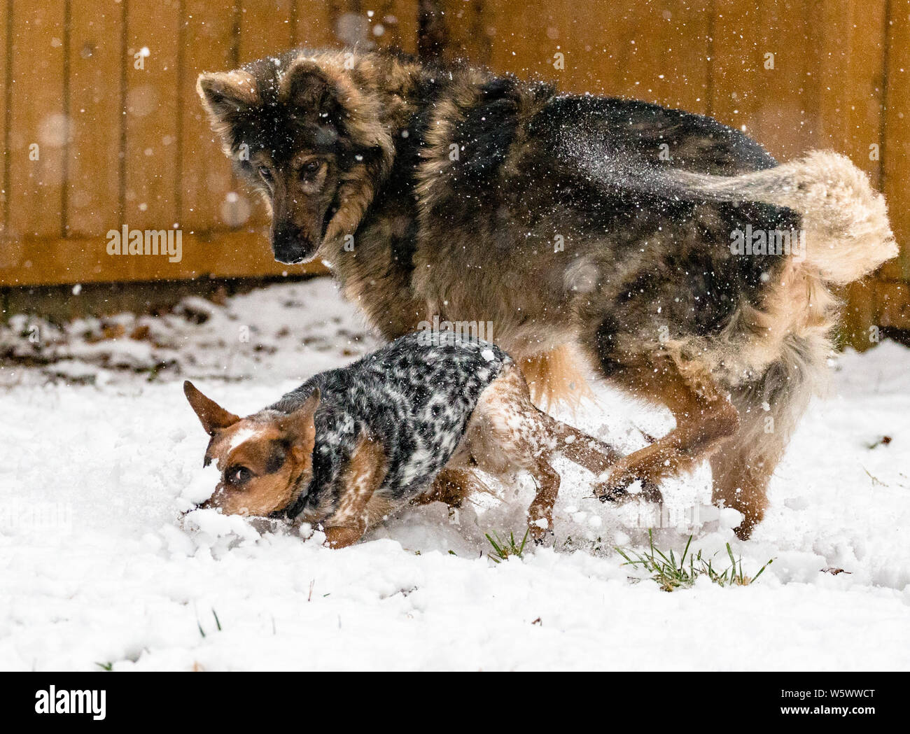 Un Miniature pinscher gioca con un pastore tedesco nella caduta di neve Foto Stock