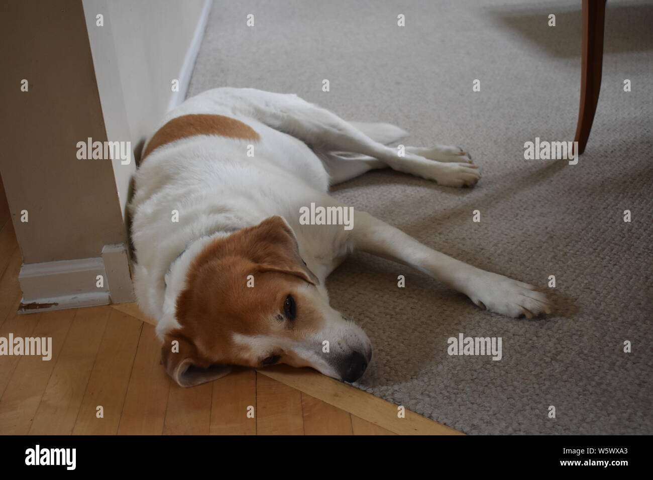 Cane triste Foto Stock