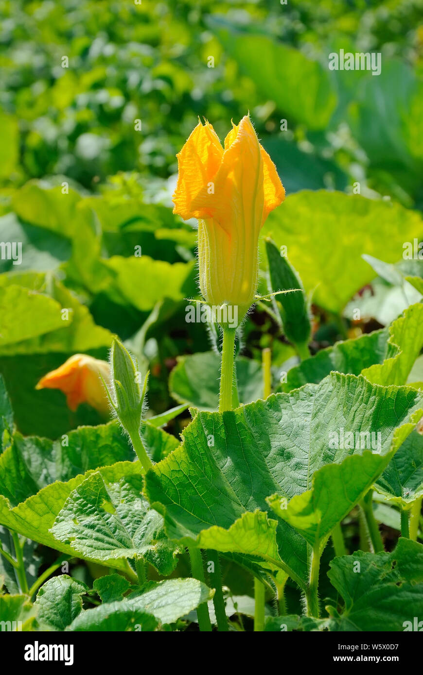 Fiore della pianta di zucchine. Foto Stock