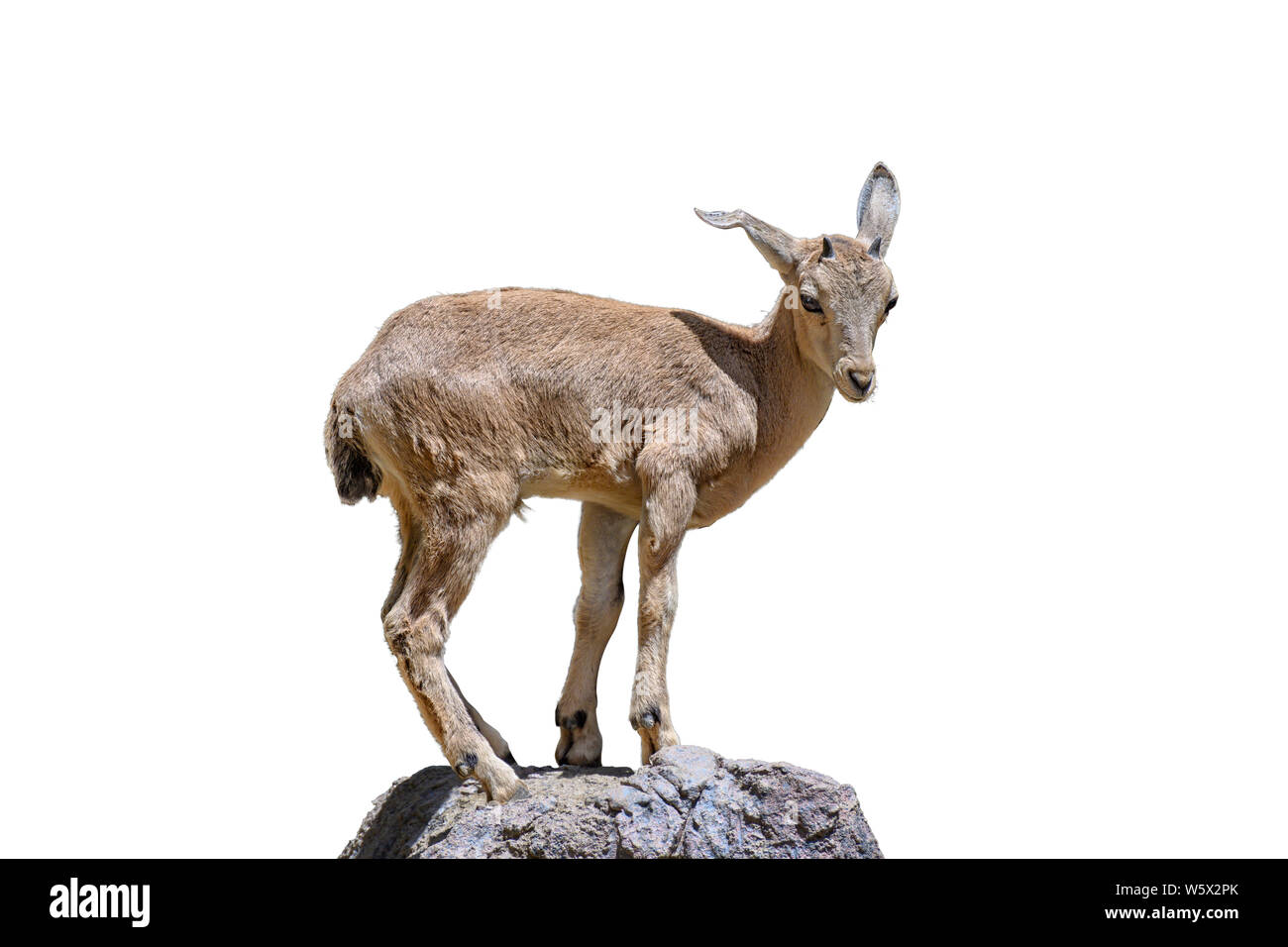Piccola antilope africana permanente sulla roccia isolata su sfondo bianco Foto Stock