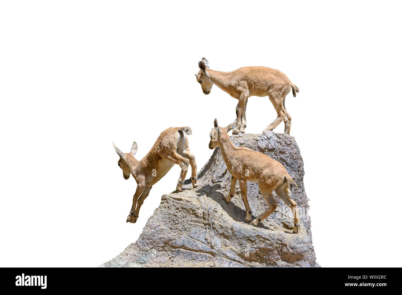 Tre piccoli African antelope saltando su roccia isolata su sfondo bianco Foto Stock