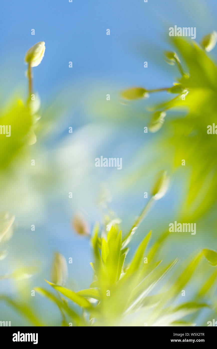 Scenic acquerello sfondo, composizione floreale Sakura Foto Stock
