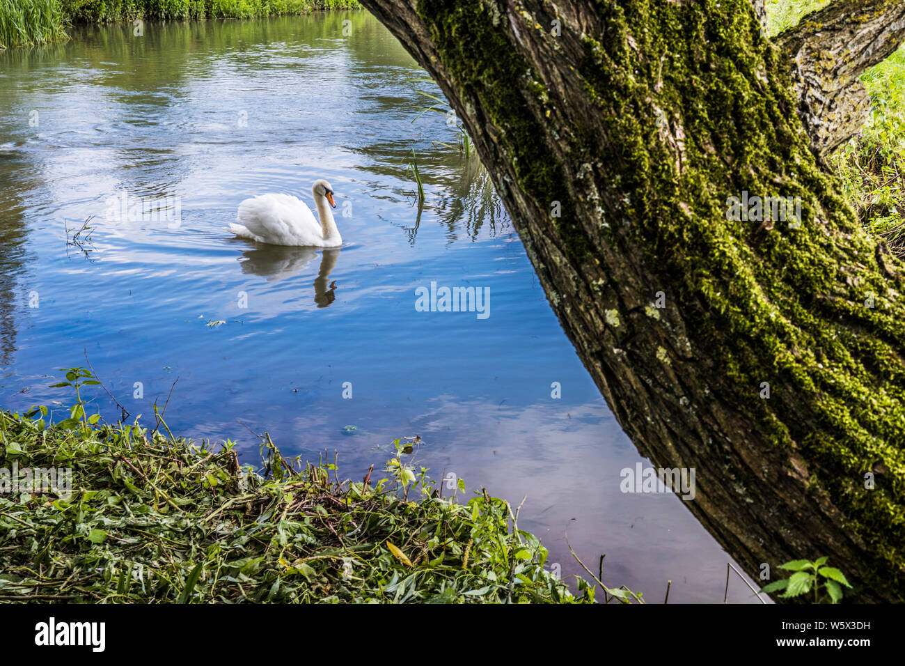 Il Fiume Windrush in estate in Cotswolds. Foto Stock