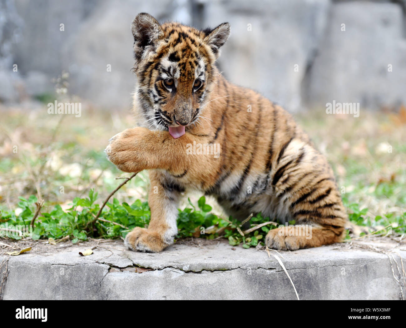 Un South China tiger cub è visto in un allevamento di base in Luoyang Wangcheng Park in Luoyang city, centrale cinese della provincia di Henan, 27 novembre 2018. Un gr Foto Stock