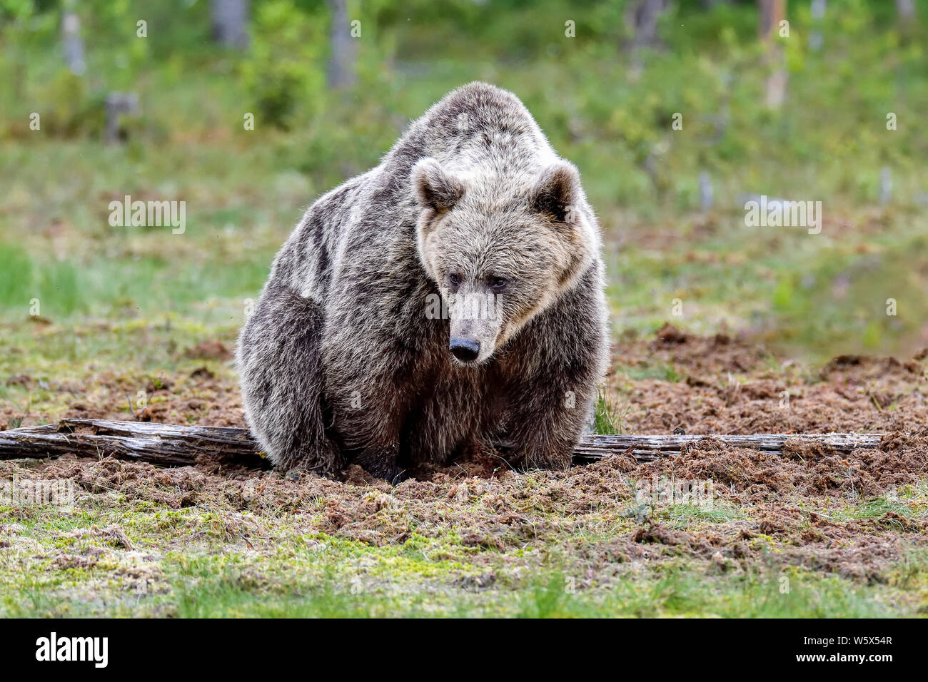Il titolo per questa foto potrebbe essere: "itting orso con una domanda nella sua mente". Foto Stock