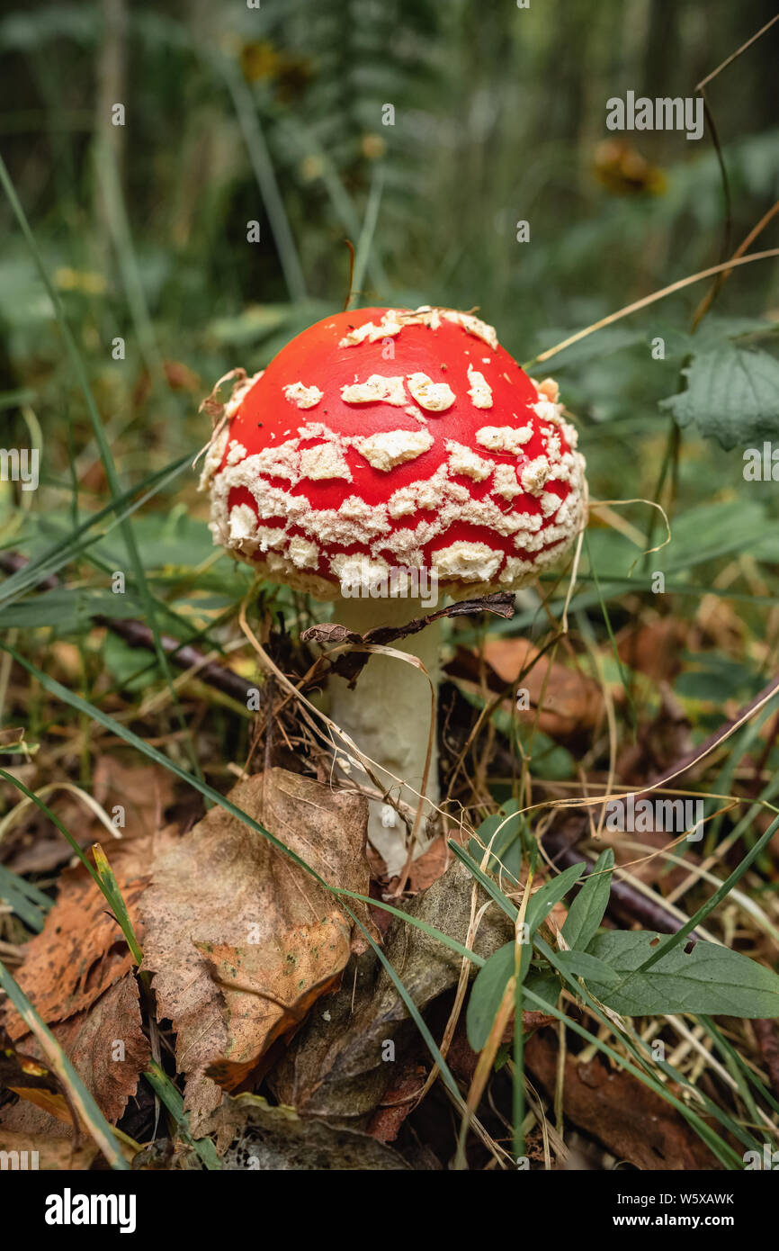 Toadstool o fly amanita fungo velenoso Foto Stock