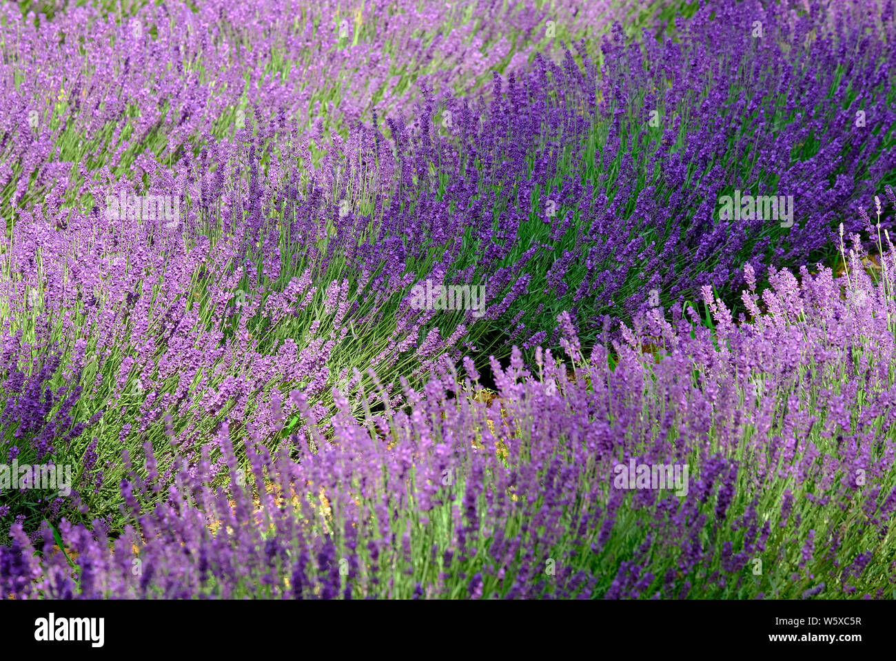 Piante di lavanda, valle del Lot, Francia Foto Stock