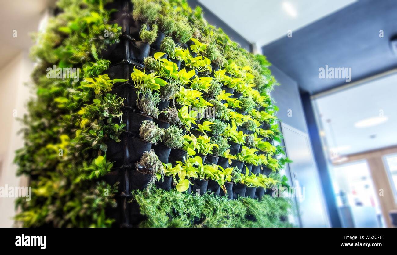 Soggiorno parete verde, giardino verticale indoor nel moderno ristorante. Foto Stock