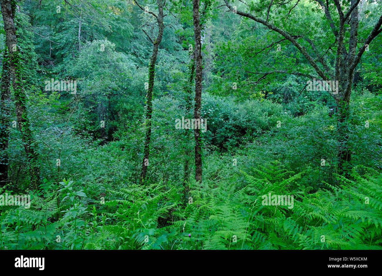 I fitti boschi di alberi decidui, valle del Lot, Francia Foto Stock