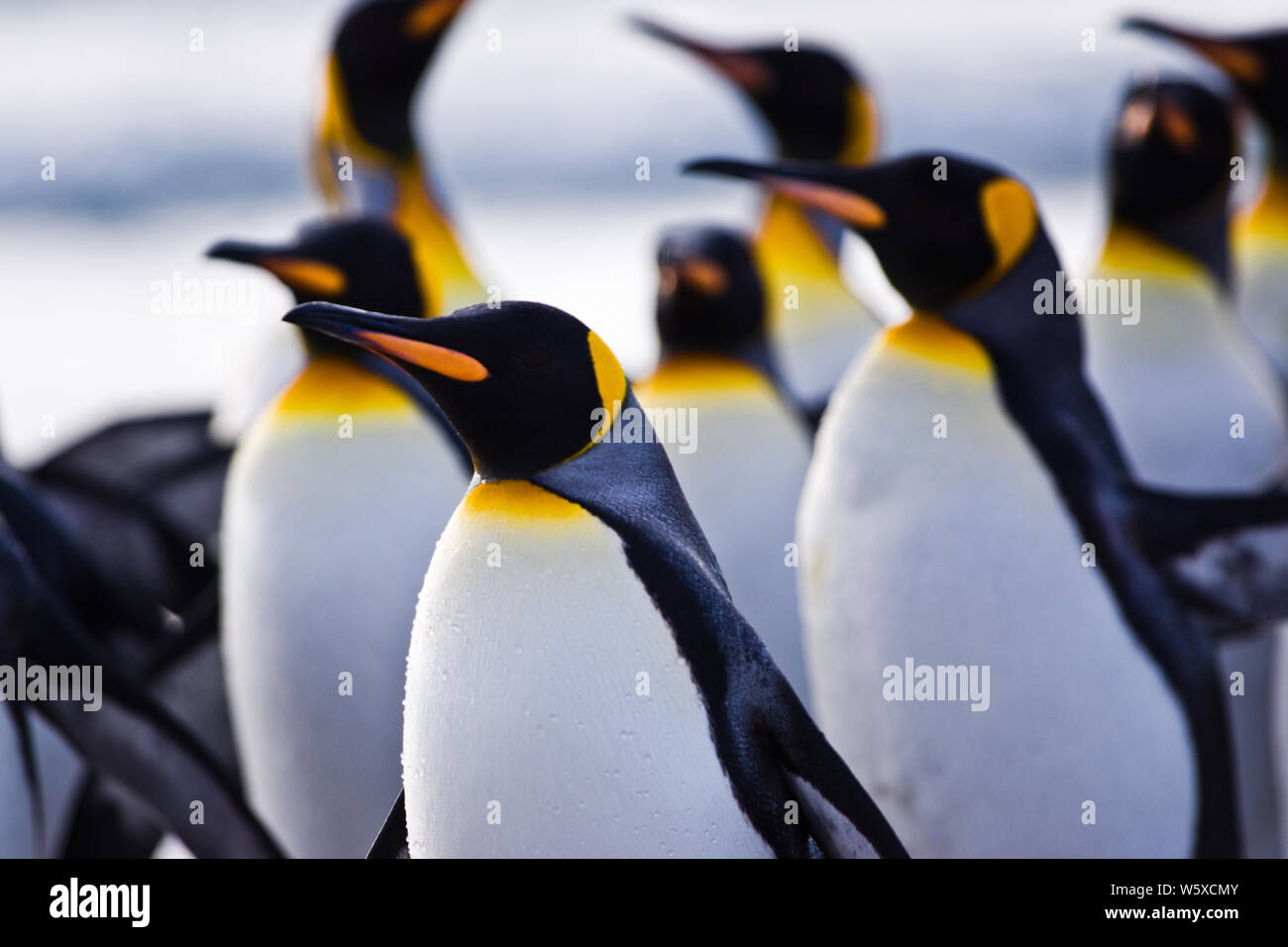 Re pinguini a Volunteer Point, East Falkland. Foto Stock