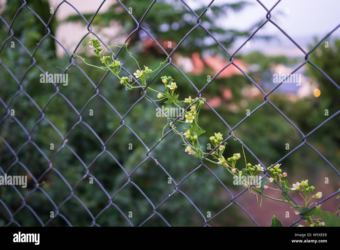 Pianta rampicante con piccoli fiori su un recinto di filo Foto Stock