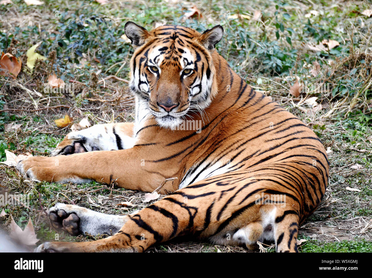 Un South China tiger è visto in un allevamento di base in Luoyang Wangcheng Park in Luoyang city, centrale cinese della provincia di Henan, 27 novembre 2018. Un gruppo Foto Stock