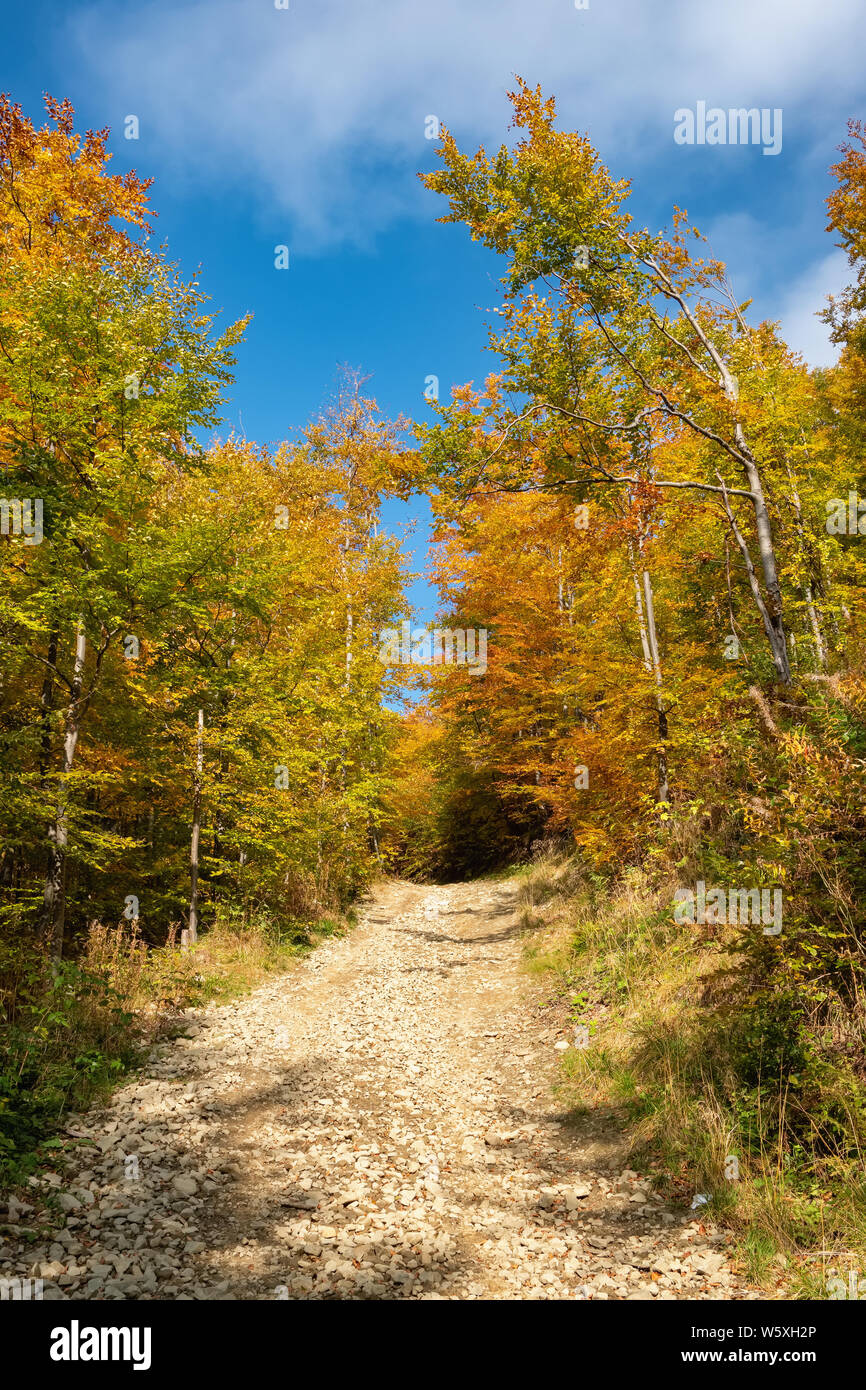 Bella scena colorati con alberi d'autunno nelle montagne dei Carpazi, Ucraina. Foto Stock
