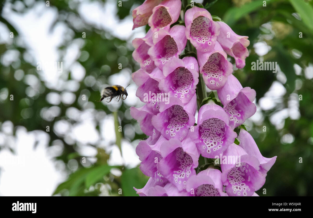 Un bianco-tailed bumblebee (Bombus lucorum) passando da un fiore Foxglove Foto Stock