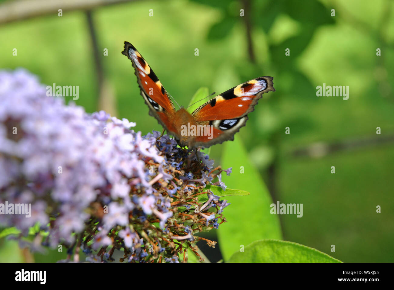 Farfalla pavone (Aglais io) su un fiore buddleia Foto Stock