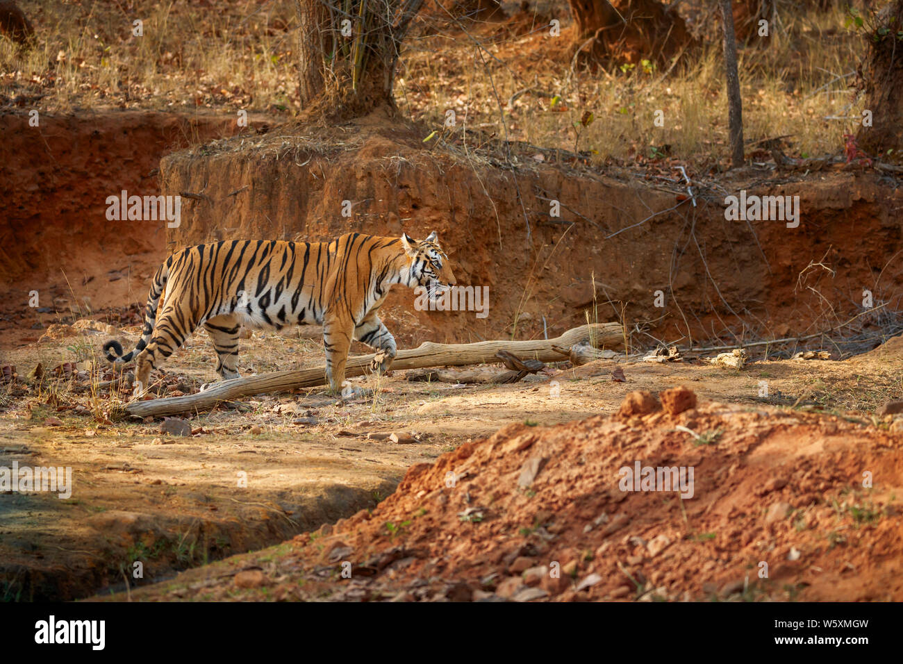 Tigre, tigre del Bengala (Panthera tigris) in Bandhavgarh Parco nazionale di riserva della tigre, Umaria distretto del Madhya Pradesh (India centrale) Foto Stock