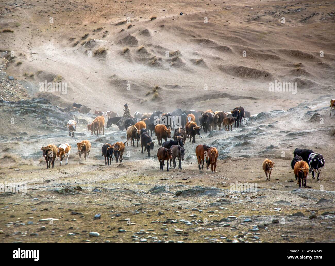 Un grande allevamento di ovini e bovini di passare a un pascolo invernale durante una stagione di migrazione di bestiame nella contea di Fuyun, degli Altai, a nord-ovest della Cina di Xinjiang Uyg Foto Stock