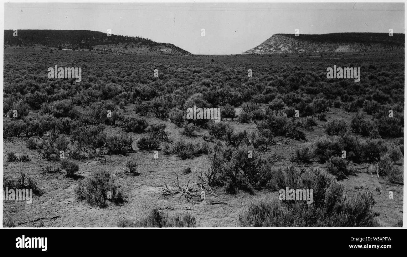 Tipo Sagebrush. Costituisce l'11 per cento della superficie totale. Foto Stock